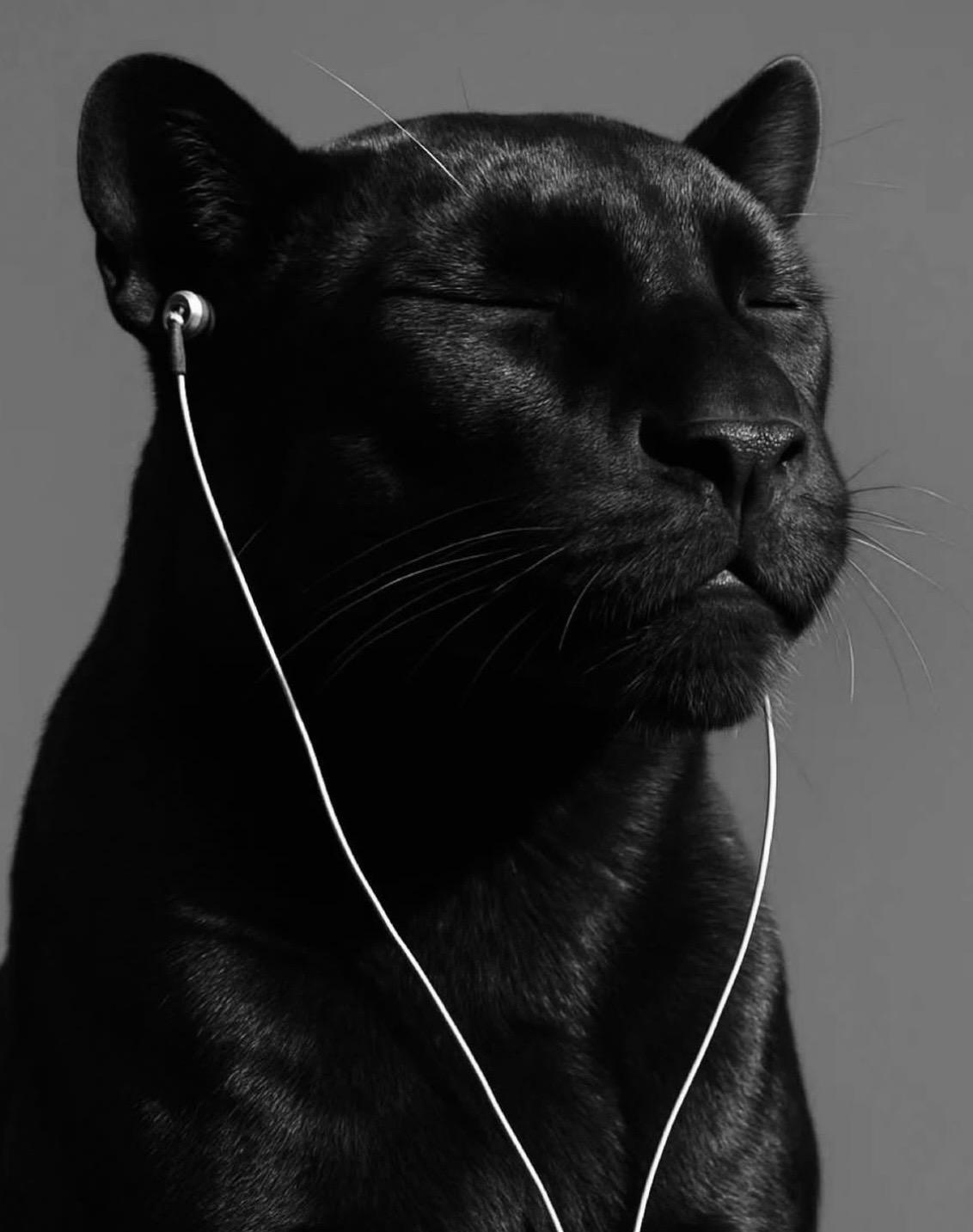 A black panther with closed eyes, wearing white wired earphones.