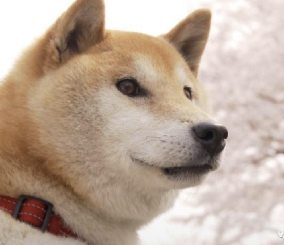 A Shiba Inu glancing sideways at the camera.