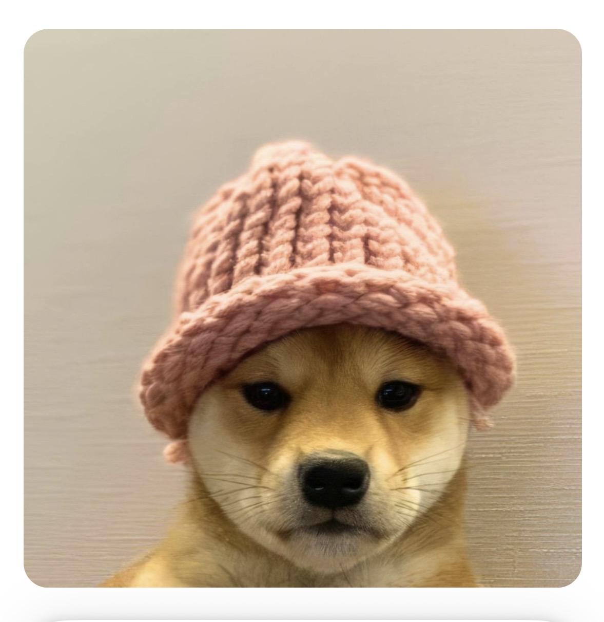 A small dog wearing a pink knitted hat.